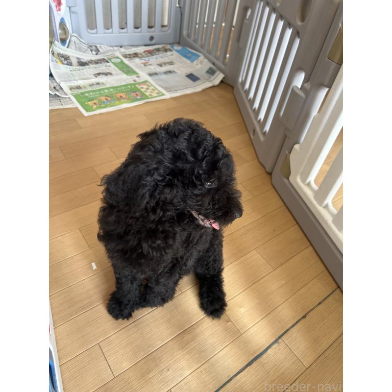 成約済の愛知県のスタンダードプードル-407556の8枚目