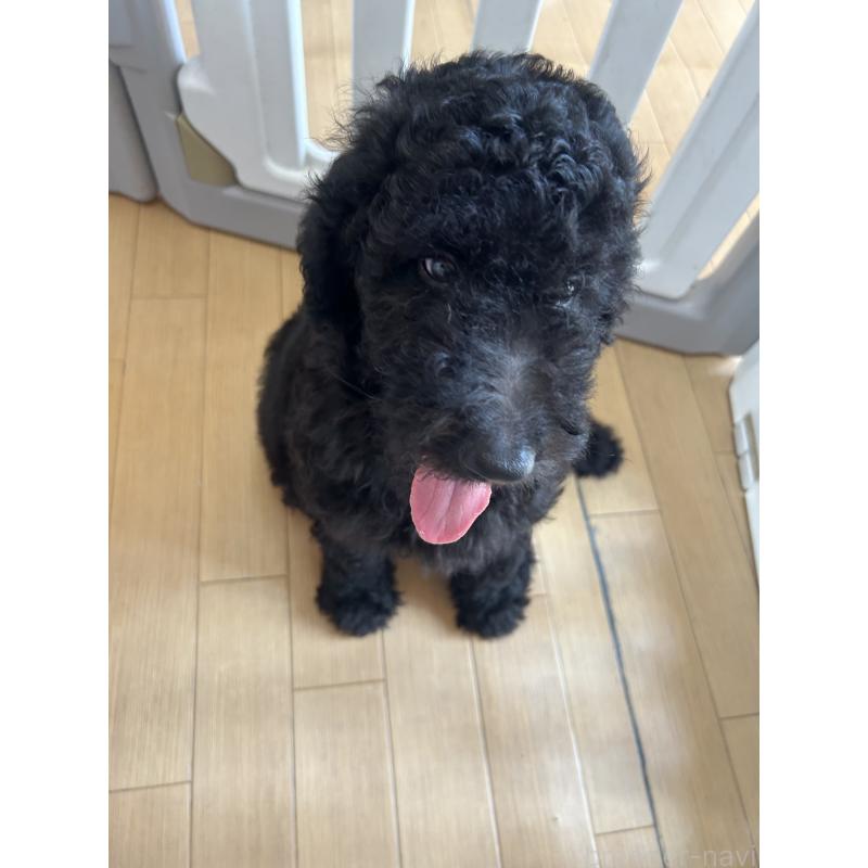 成約済の愛知県のスタンダードプードル-407556の7枚目