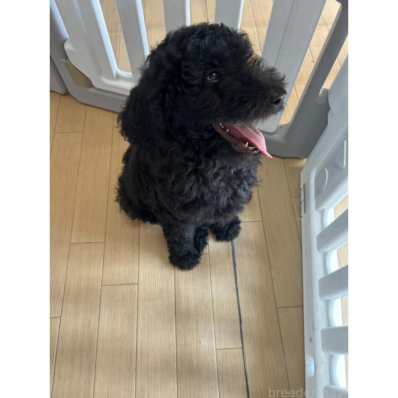 成約済の愛知県のスタンダードプードル-407556の6枚目