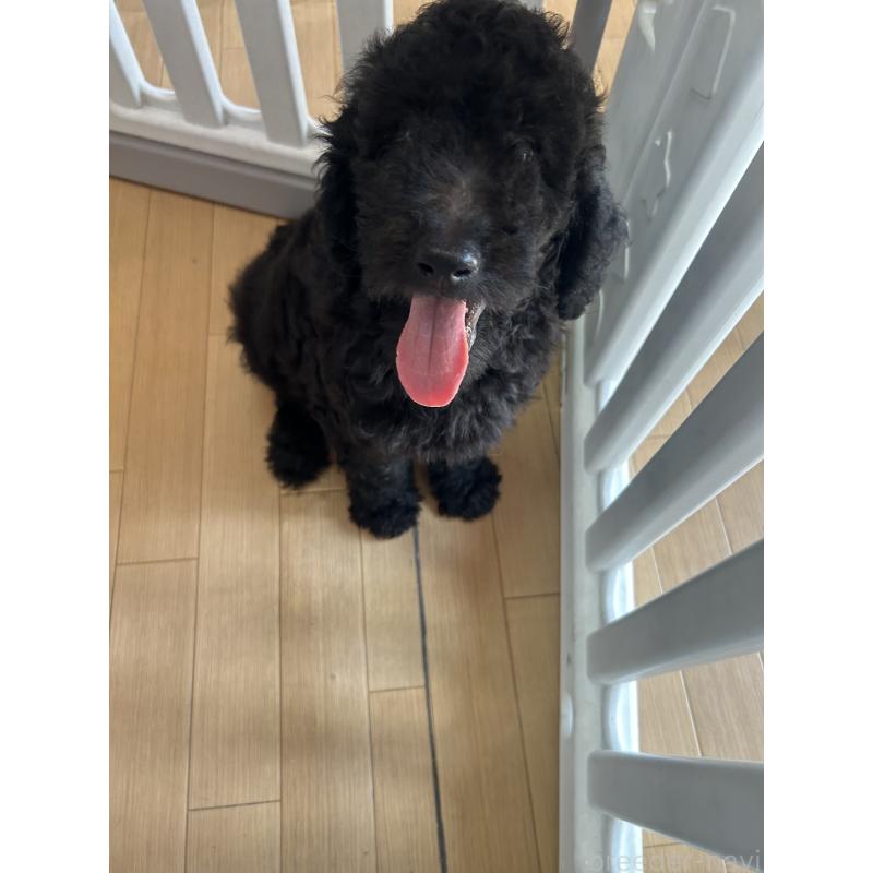 成約済の愛知県のスタンダードプードル-407556の5枚目