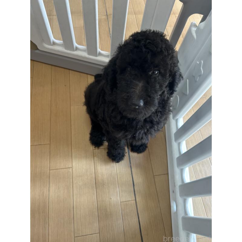 成約済の愛知県のスタンダードプードル-407556の4枚目