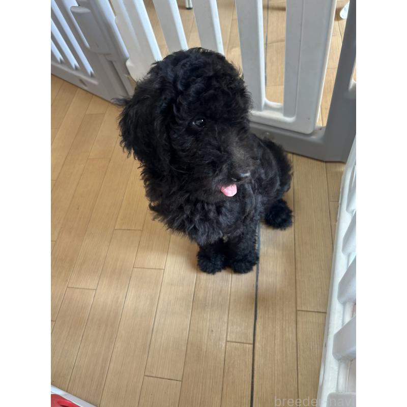 成約済の愛知県のスタンダードプードル-407556の3枚目