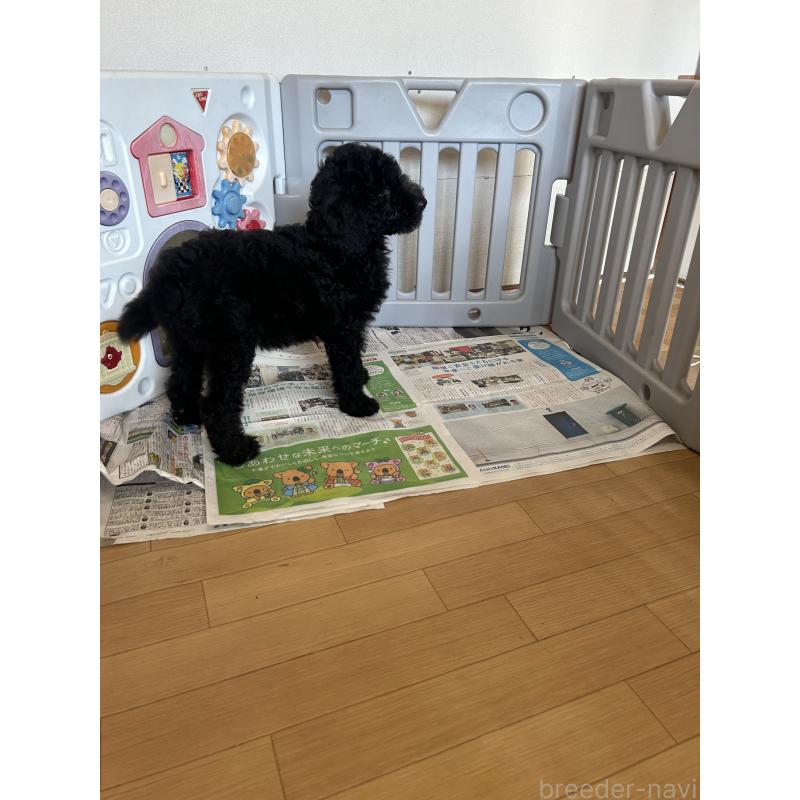 成約済の愛知県のスタンダードプードル-407556の2枚目