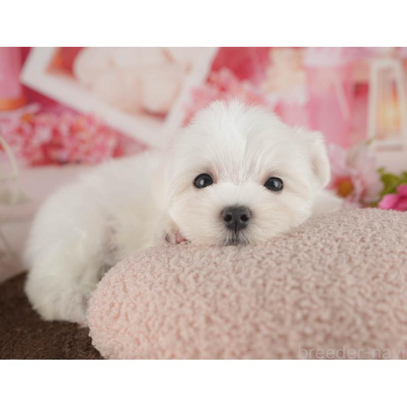 販売中の千葉県のマルチーズ-413058の6枚目