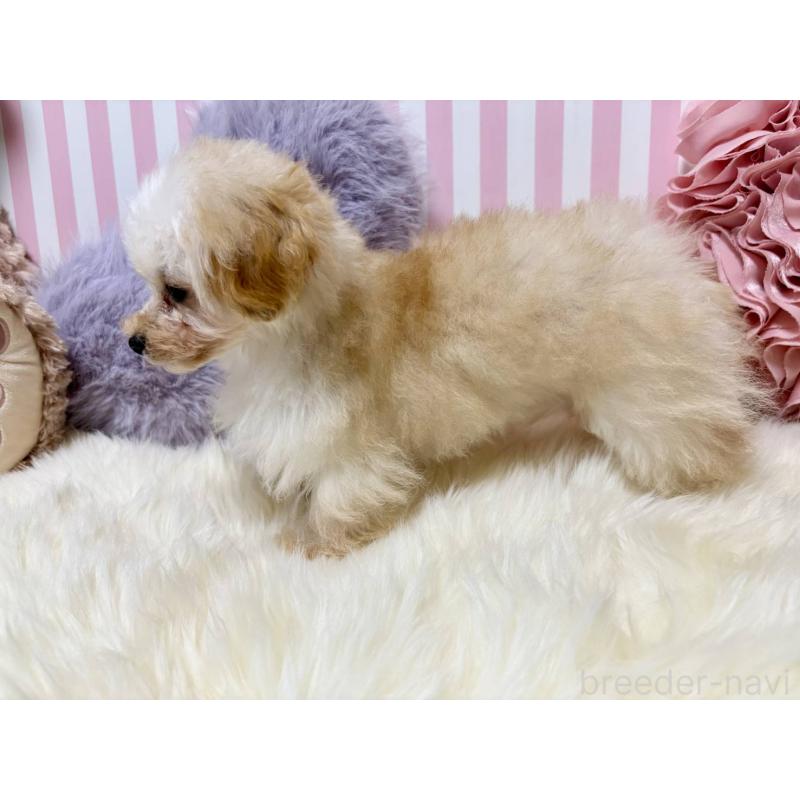 販売中の香川県のティーカッププードル-396840の2枚目