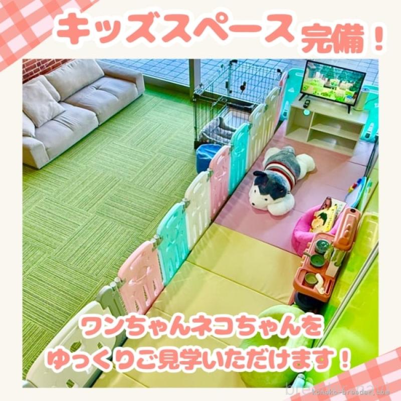 販売中の千葉県のマルプー:マルチーズ×トイプードル-412903の15枚目