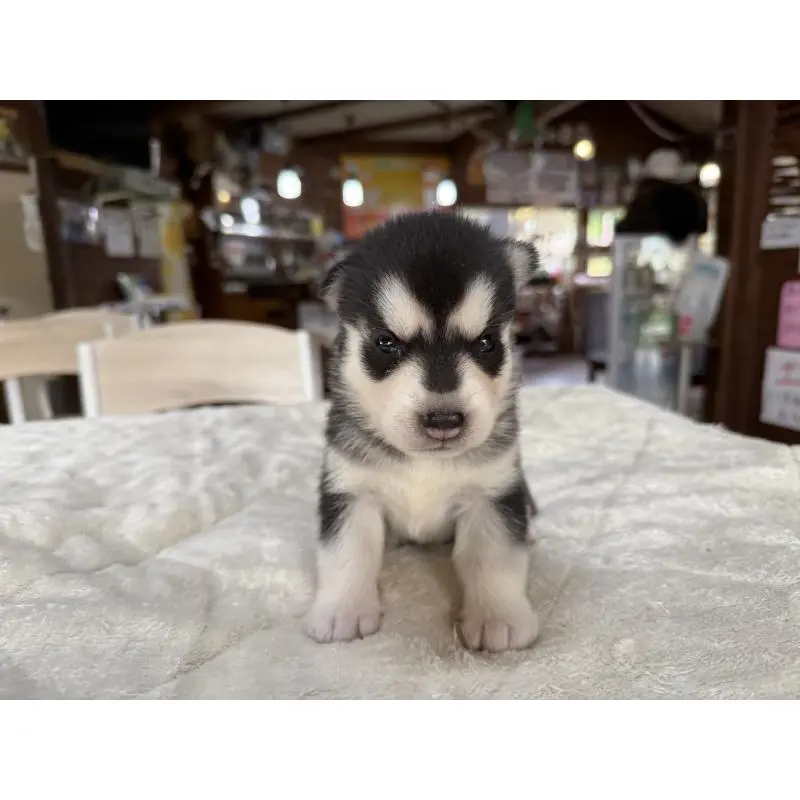 販売中の長野県のシベリアンハスキー-412249の7枚目