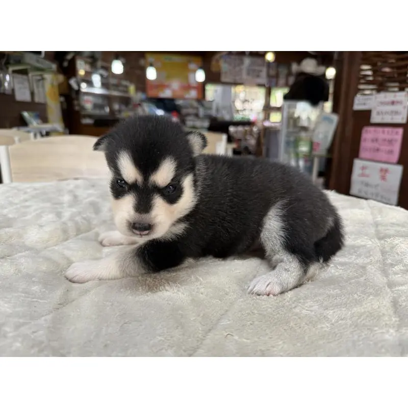 販売中の長野県のシベリアンハスキー-412249の5枚目