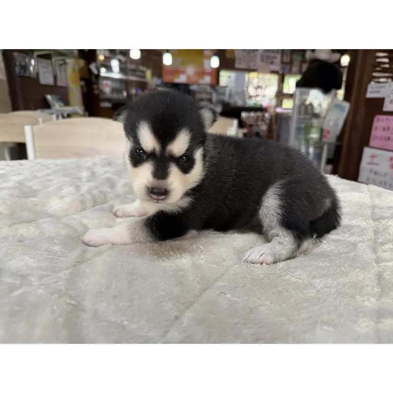 販売中の長野県のシベリアンハスキー-412249の4枚目