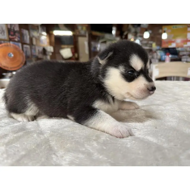 販売中の長野県のシベリアンハスキー-412249の2枚目