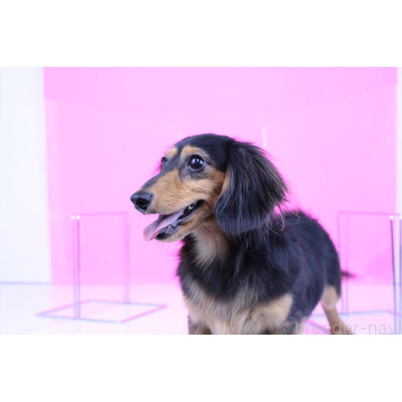 販売中の愛知県のカニンヘンダックスフンド(ロングヘアード)-412251の4枚目