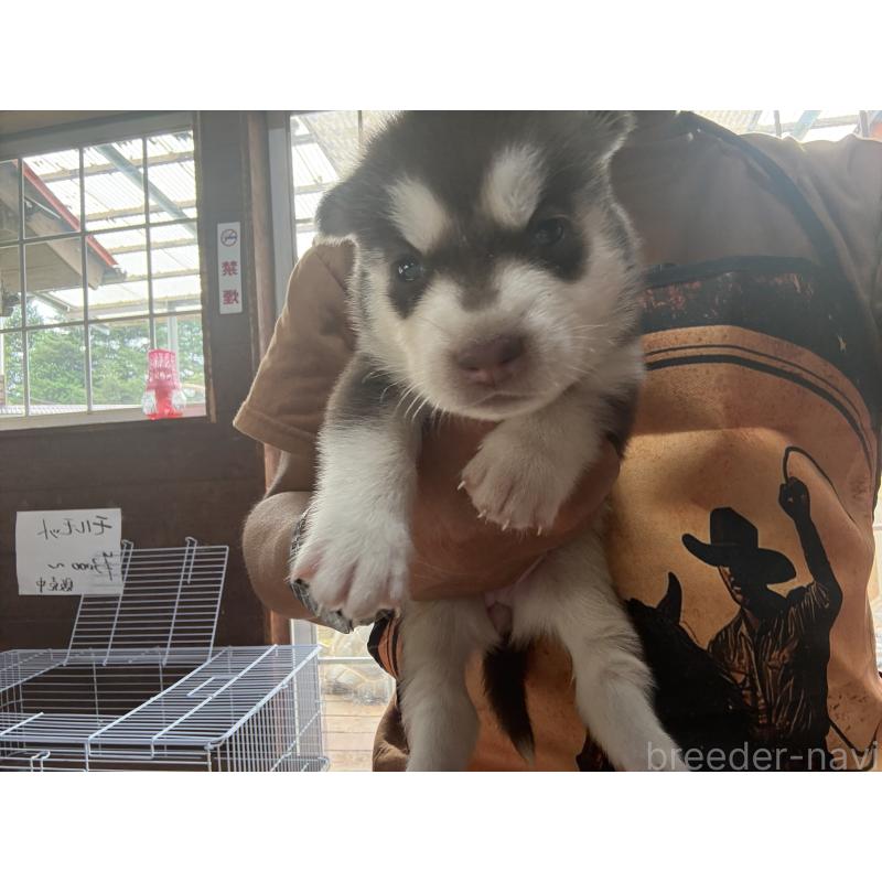 販売中の長野県のシベリアンハスキー-412250の3枚目