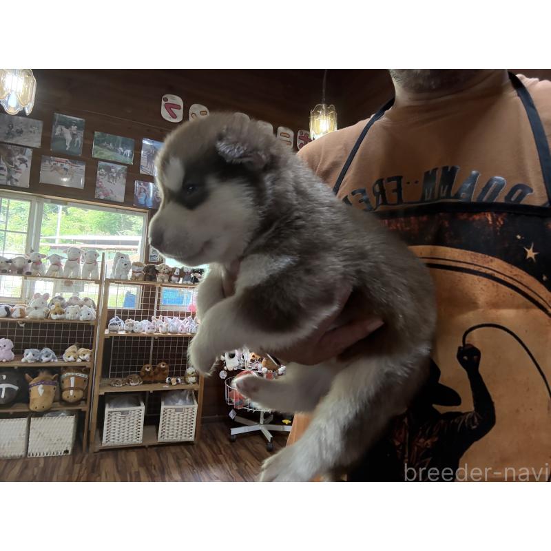 販売中の長野県のシベリアンハスキー-412254の3枚目