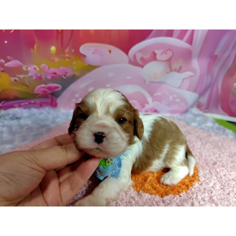 販売中の神奈川県のキャバリアキングチャールズスパニエル-412257の6枚目
