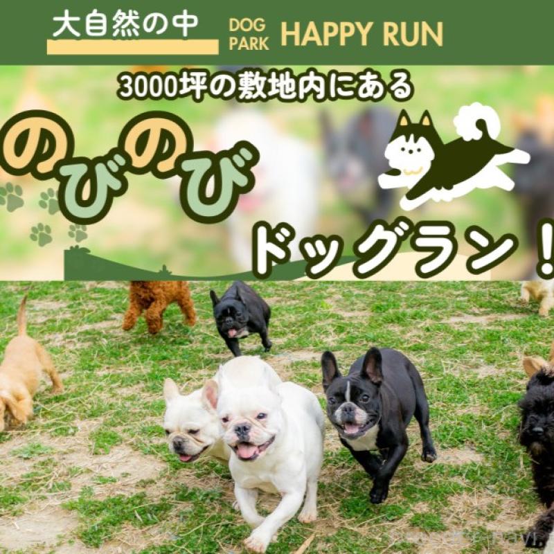 販売中の千葉県のチワワ(ロングコート)-412311の12枚目