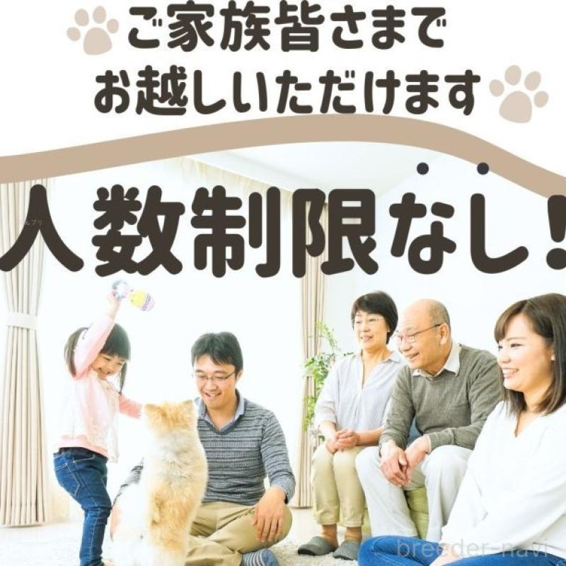 販売中の千葉県のチワワ(ロングコート)-412311の9枚目