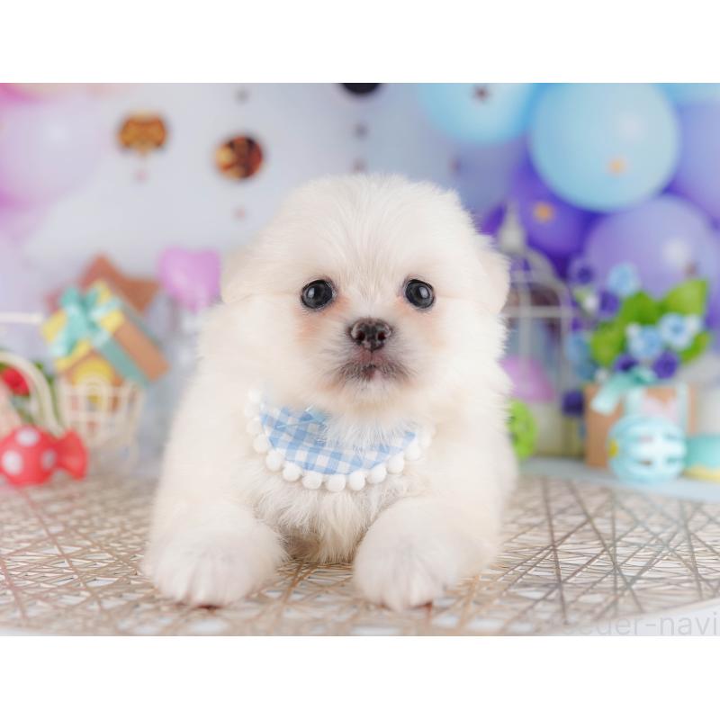 販売中の千葉県のミックス犬-412307の7枚目