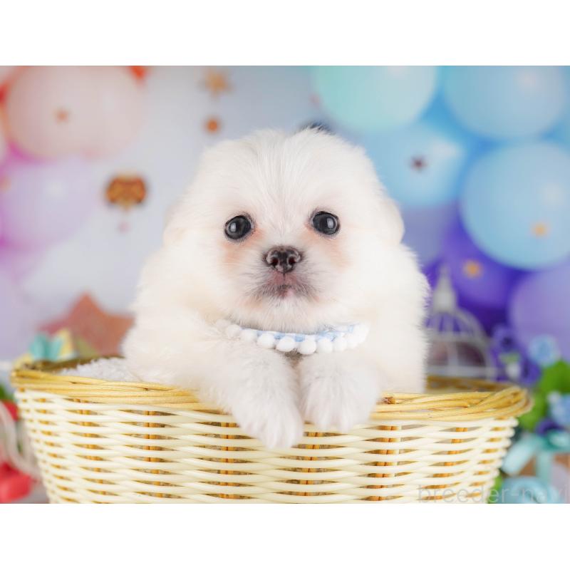販売中の千葉県のミックス犬-412307の6枚目