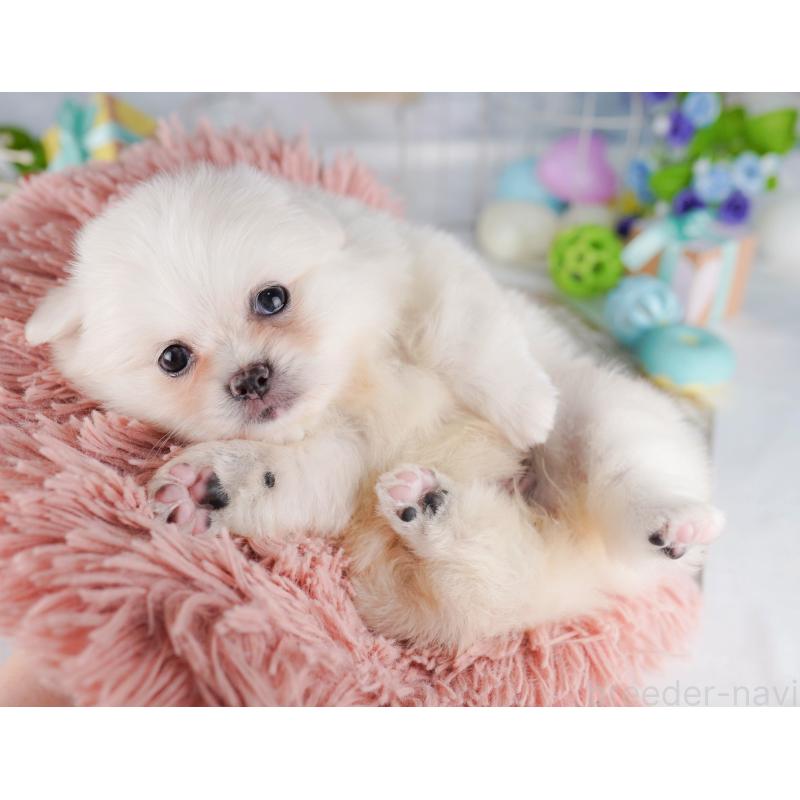 販売中の千葉県のミックス犬-412307の5枚目