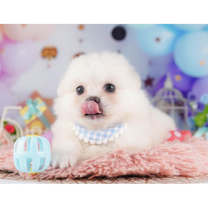 販売中の千葉県のミックス犬-412307の4枚目