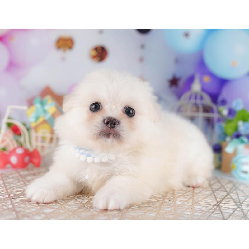 販売中の千葉県のミックス犬-412307の3枚目