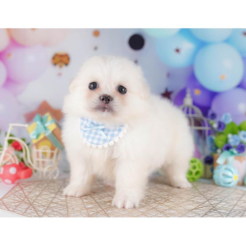 販売中の千葉県のミックス犬-412307の2枚目