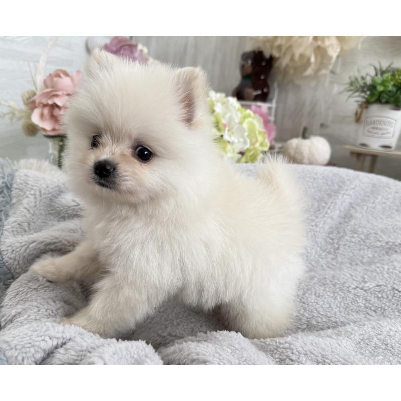 成約済の京都府のポメラニアン-410339の5枚目