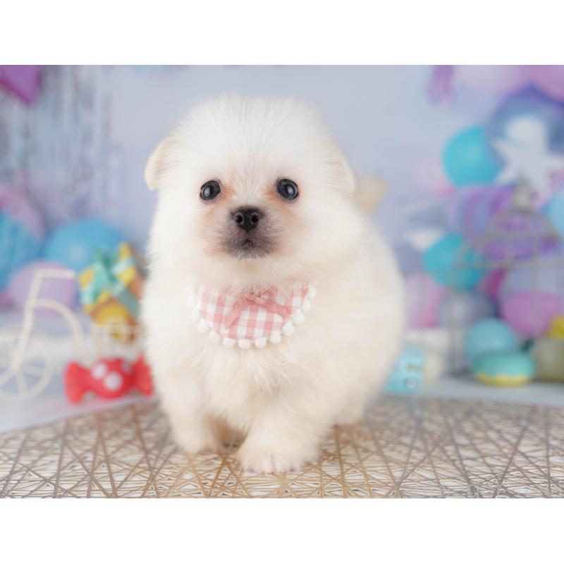 販売中の千葉県のミックス犬-412304の9枚目