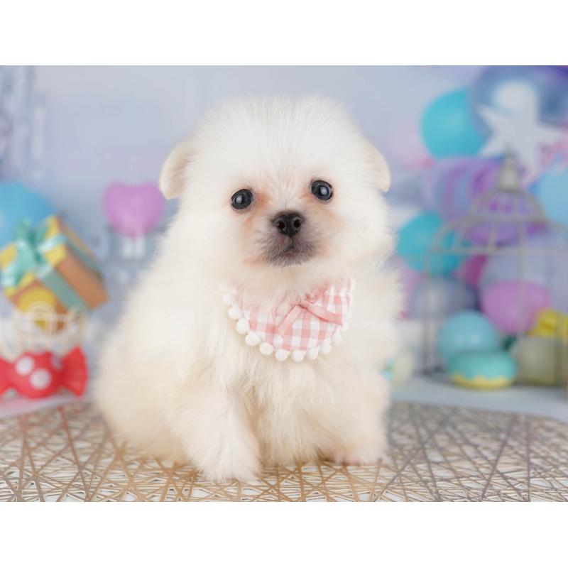 販売中の千葉県のミックス犬-412304の8枚目