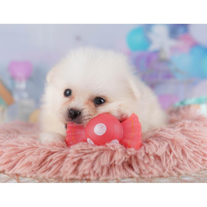 販売中の千葉県のミックス犬-412304の7枚目
