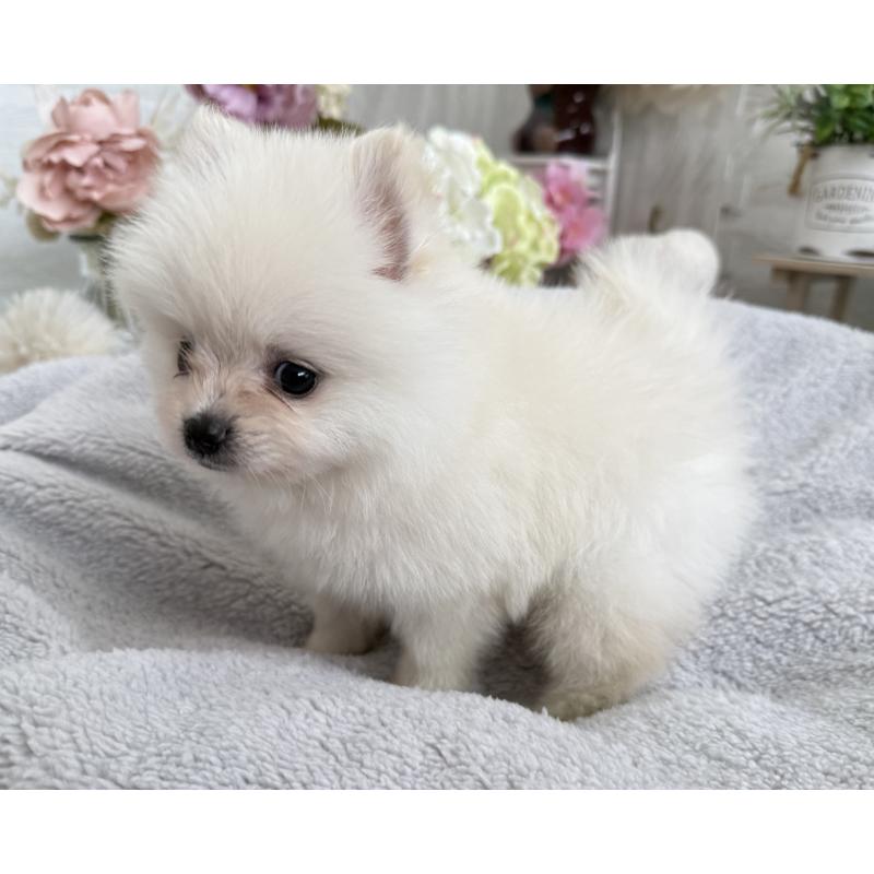 成約済の京都府のポメラニアン-410339の4枚目