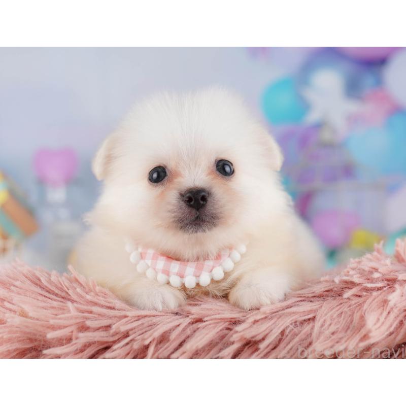 販売中の千葉県のミックス犬-412304の6枚目