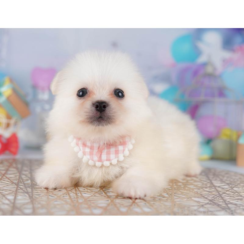 販売中の千葉県のミックス犬-412304の5枚目