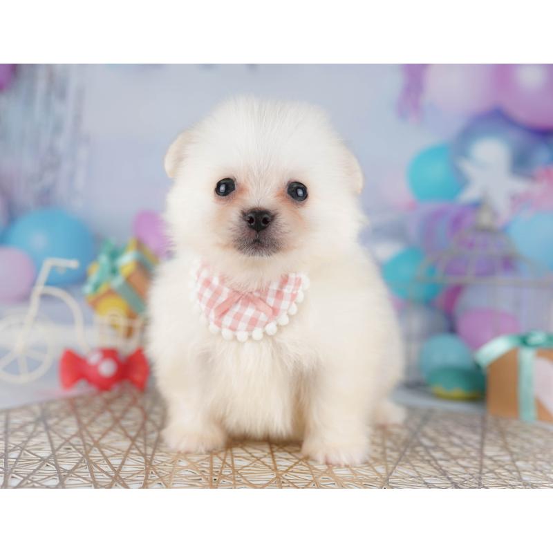 販売中の千葉県のミックス犬-412304の1枚目