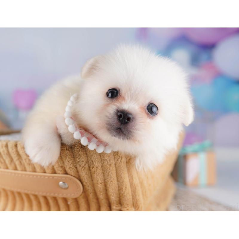 販売中の千葉県のミックス犬-412304の4枚目