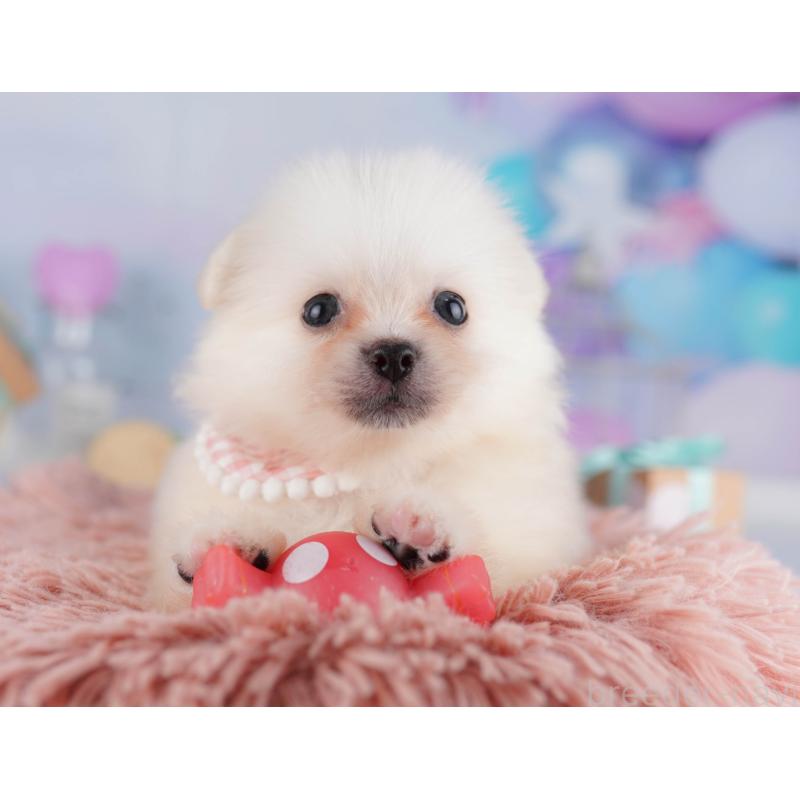 販売中の千葉県のミックス犬-412304の3枚目