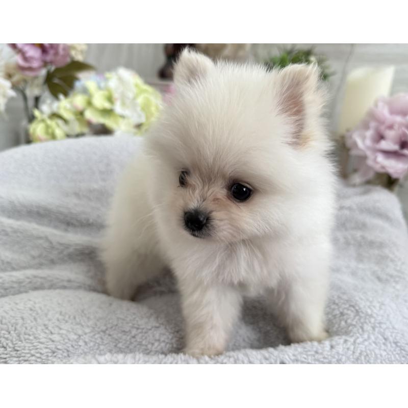 成約済の京都府のポメラニアン-410339の3枚目