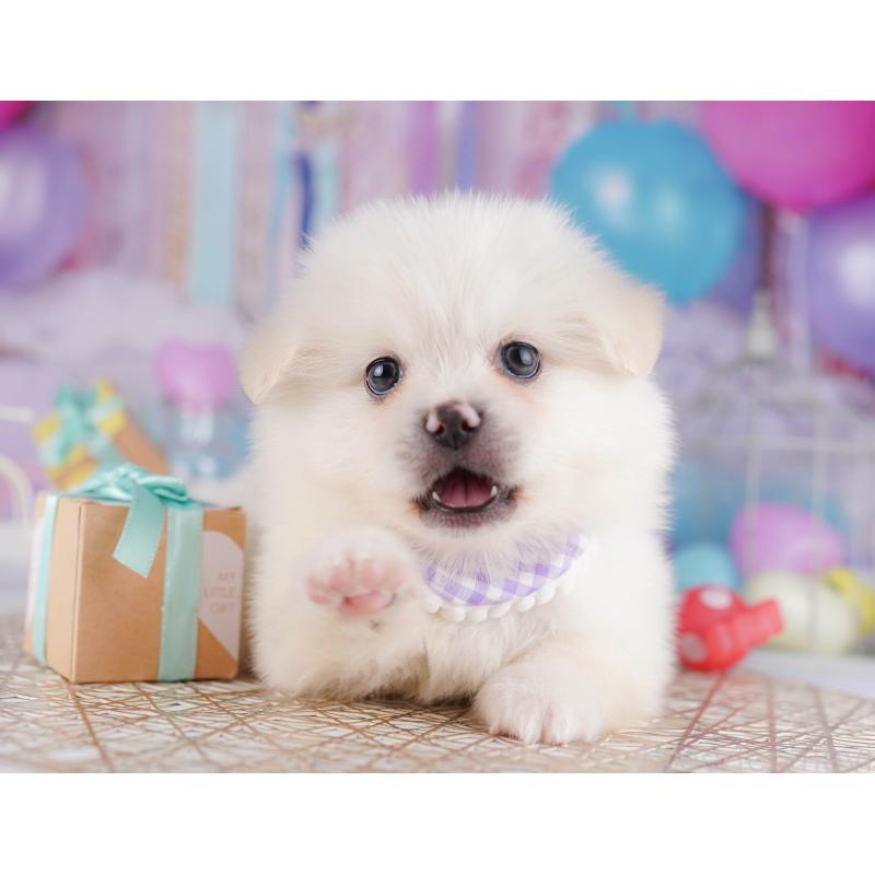 販売中の千葉県のミックス犬-412302の8枚目