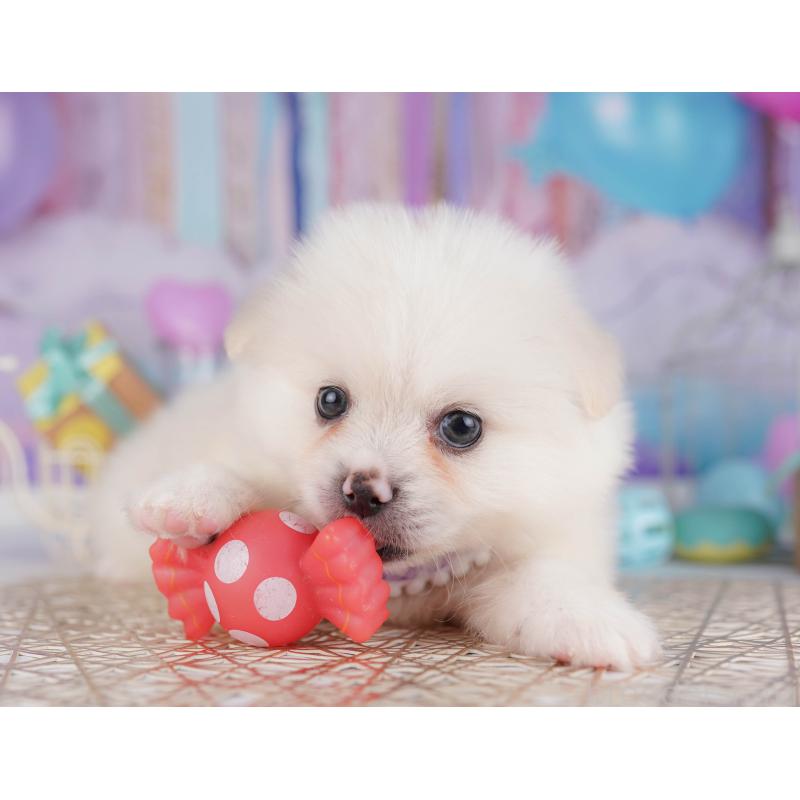 販売中の千葉県のミックス犬-412302の7枚目