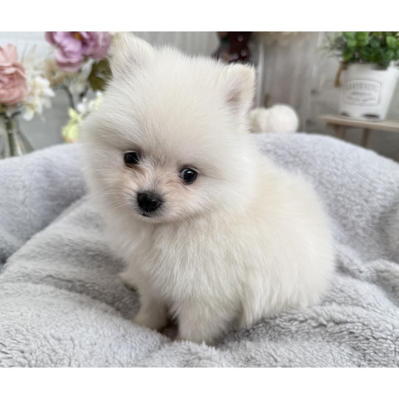 成約済の京都府のポメラニアン-410339の2枚目