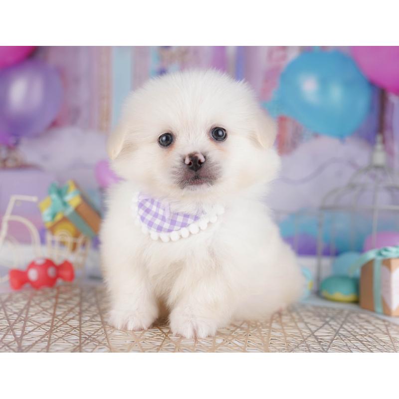 販売中の千葉県のミックス犬-412302の6枚目