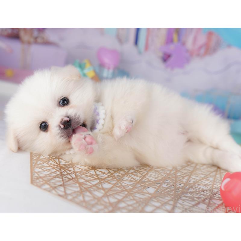 販売中ののミックス犬-412302