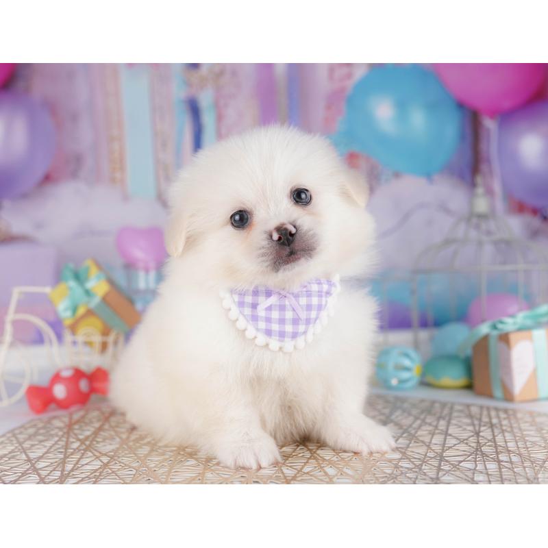 販売中の千葉県のミックス犬-412302の5枚目