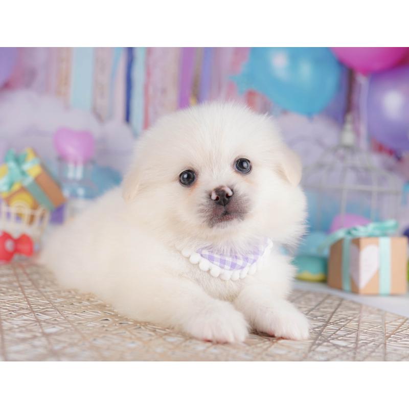 販売中の千葉県のミックス犬-412302の4枚目
