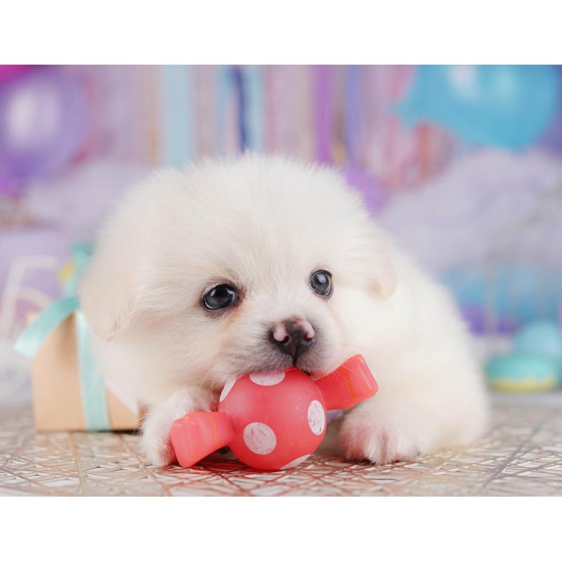 販売中の千葉県のミックス犬-412302の3枚目