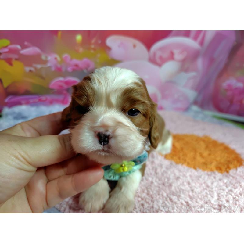 販売中の神奈川県のキャバリアキングチャールズスパニエル-412261の5枚目