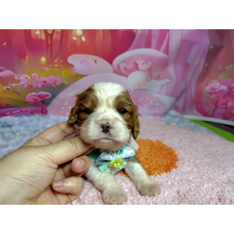 販売中の神奈川県のキャバリアキングチャールズスパニエル-412261の4枚目