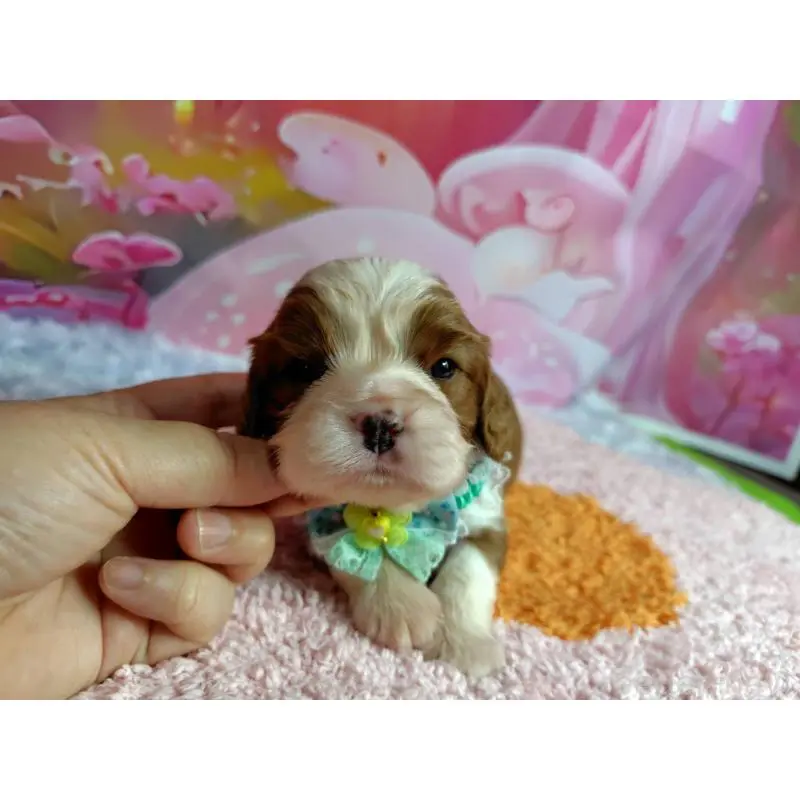 販売中の神奈川県のキャバリアキングチャールズスパニエル-412261