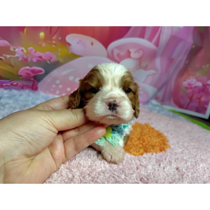 販売中の神奈川県のキャバリアキングチャールズスパニエル-412261の2枚目