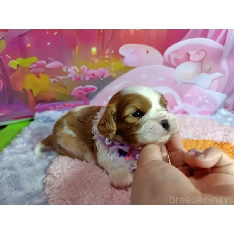 販売中の神奈川県のキャバリアキングチャールズスパニエル-412265の6枚目